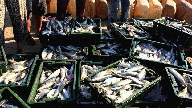 fish fish