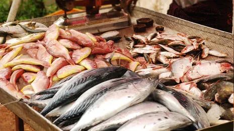 fish