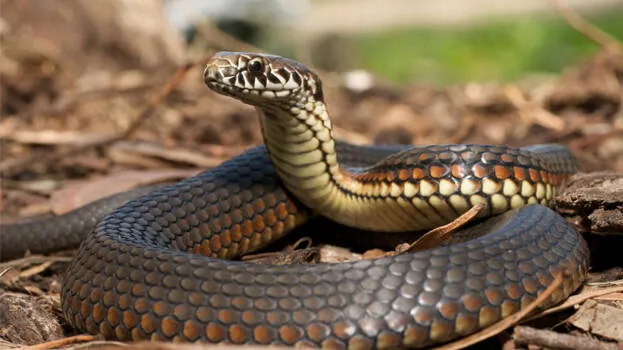 snake