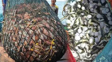 fishermen