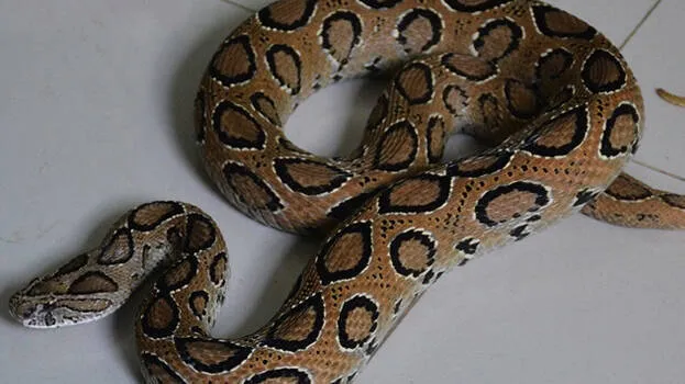 snake