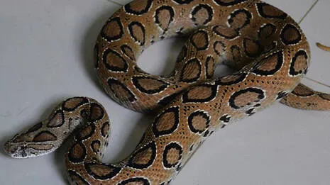 snake