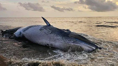 whale