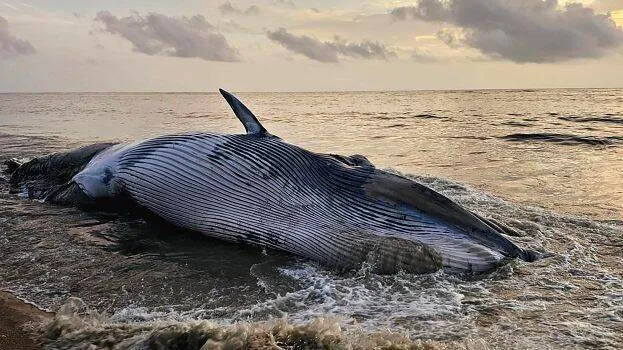 whale