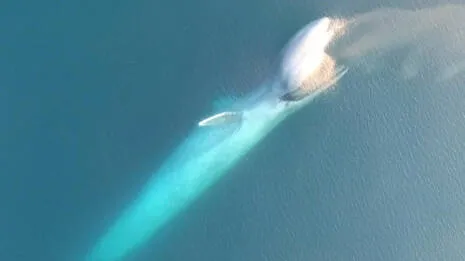 blue-whale