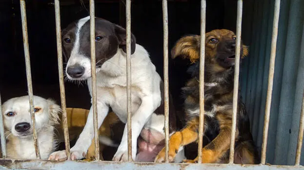 stray-dogs