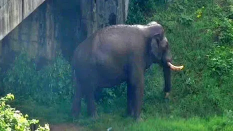 wild-elephant