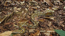 specialities-of-this-snakes-are-numerous