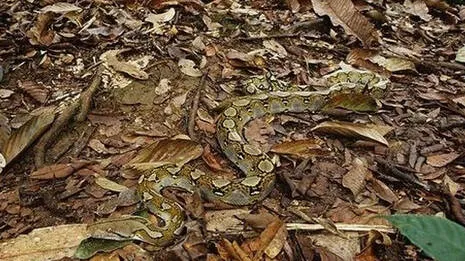 snake