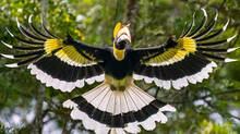 great-hornbill-or-malamuzhaki-vezhambal