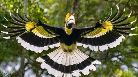 great-hornbill