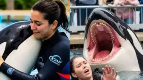 orca