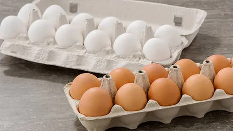 eggs