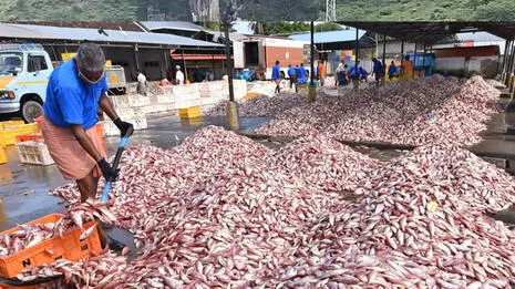 fish