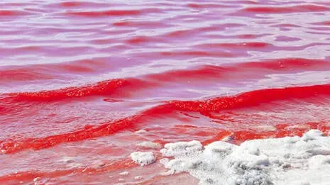 red-sea