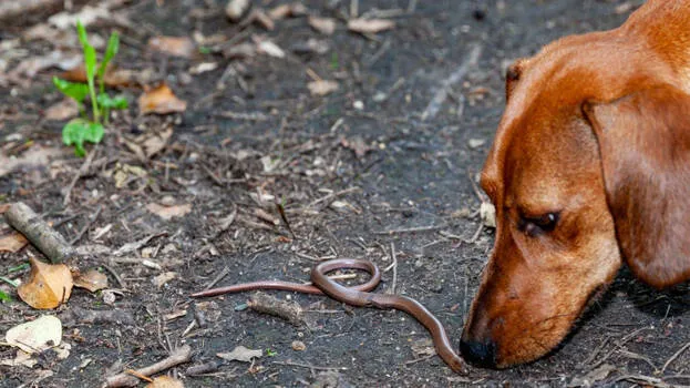 dashshund