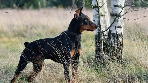 german-pinscher