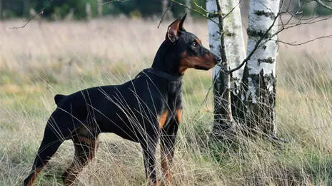 german-pinscher