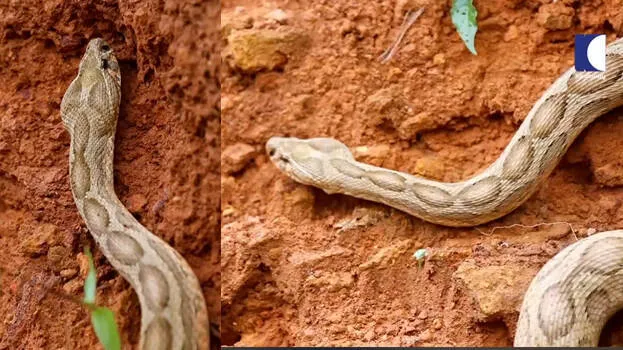 snake