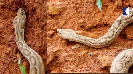 snake