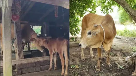 cow
