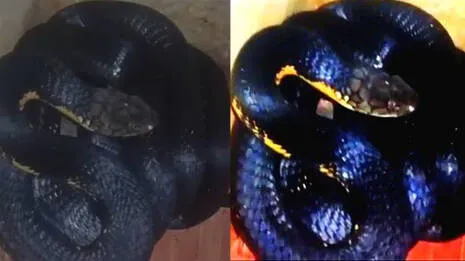 snake