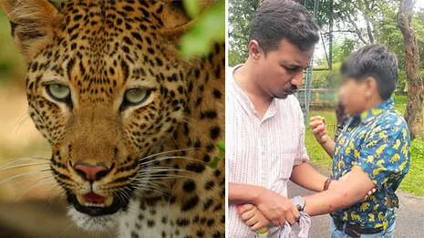 leopard