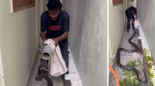 man-catches-king-cobra-using-just-a-pipe
