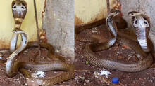 vava-suresh-snake-master