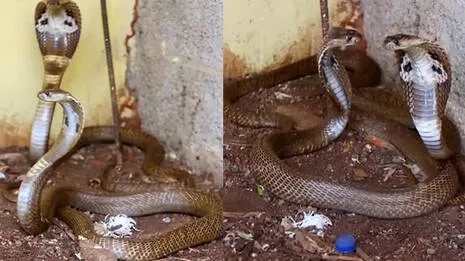 cobra