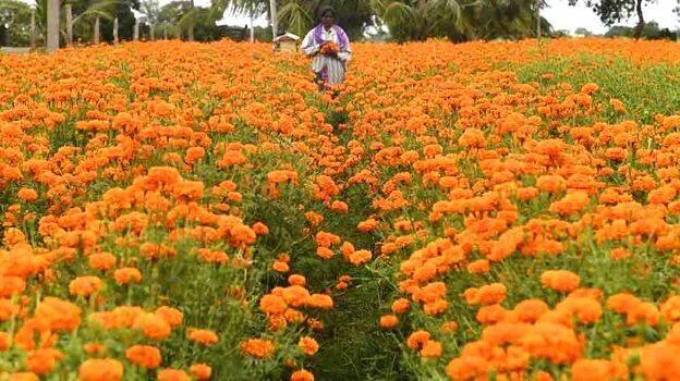 flower-cultivation