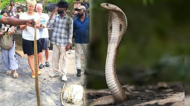 cobra