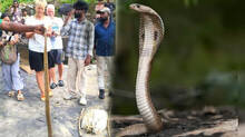 cobra-rescue-from-beach