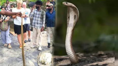 cobra