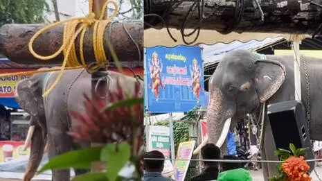 elephant-attack