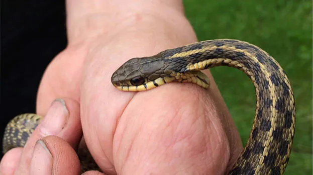 snake