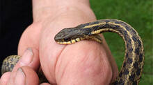 snake