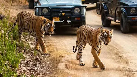 tigers