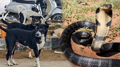 snake