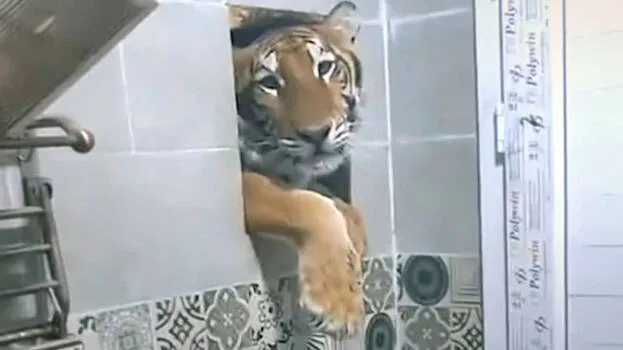 tiger