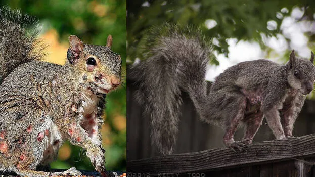 squirrels