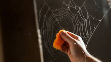 spider-web