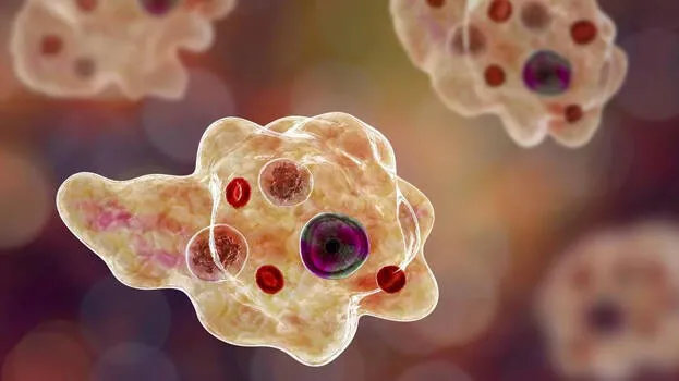 amoeba