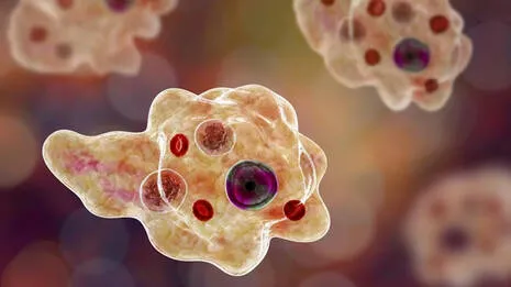 amoeba
