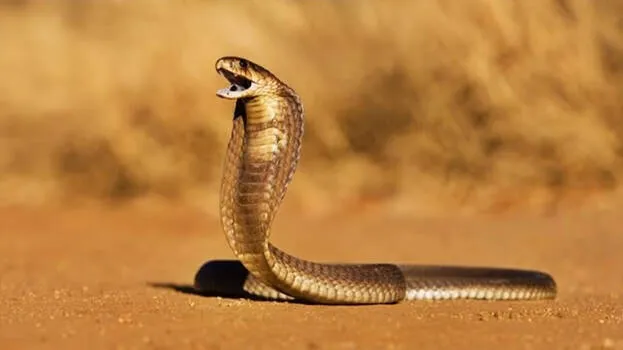 cobra