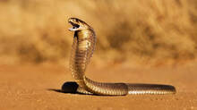 cobra