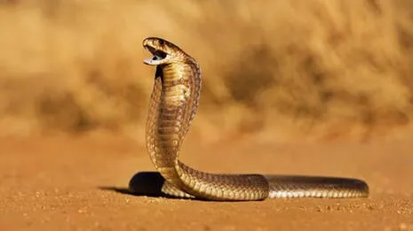 cobra