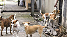 stray-dogs