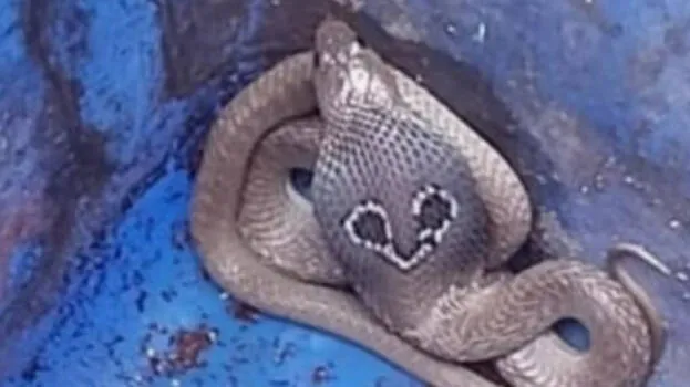 cobra