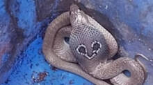 snake-rescue-from-store-room